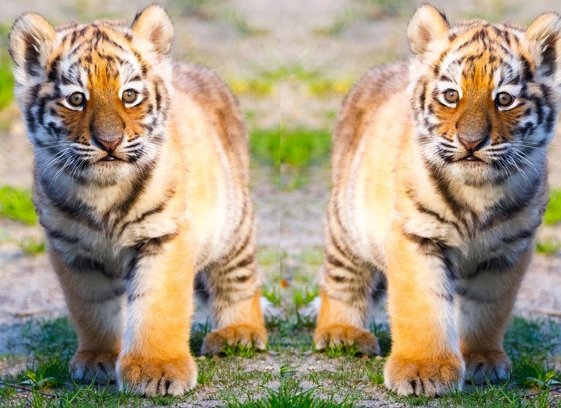 4 Days Golden Triangle Tour with Ranthambore Tiger Safari